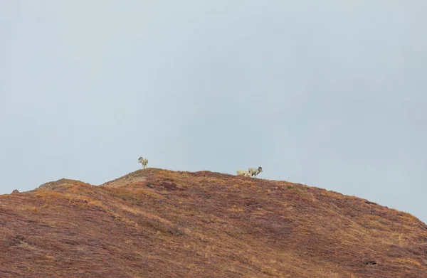 Sonbaharda Denali Ulusal Parkı Alaska Bir Grup Oyuncak Koyun Koçu — Stok fotoğraf