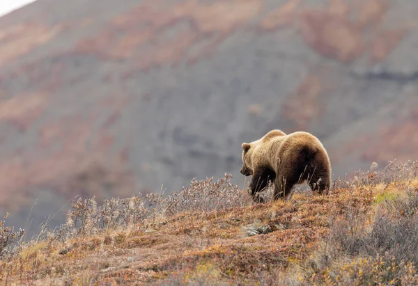 Медведь Гризли Национальном Парке Денали Аляске Осенью — стоковое фото