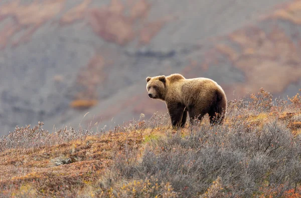 Oso Pardo Parque Nacional Denali Alaska Otoño — Foto de Stock