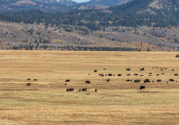 Herd Bison Nel Grand Teton National Park Wyoming Autunno — Foto Stock