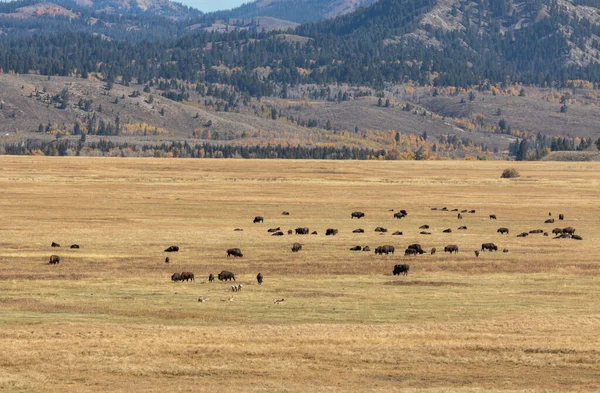 Herd Bison Nel Grand Teton National Park Wyoming Autunno — Foto Stock