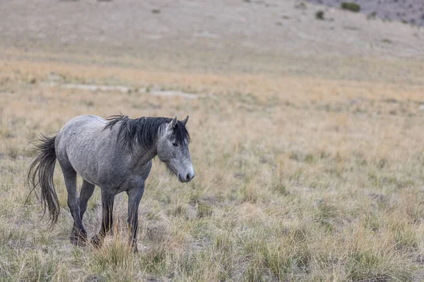 Wilde Paard Hengst Het Voorjaar Utah Woestijn — Stockfoto