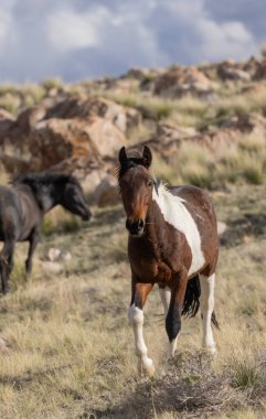 Utah çölünde baharda vahşi at.