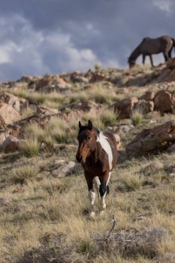 Utah çölünde baharda vahşi at.