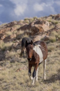 Utah çölünde baharda vahşi at.