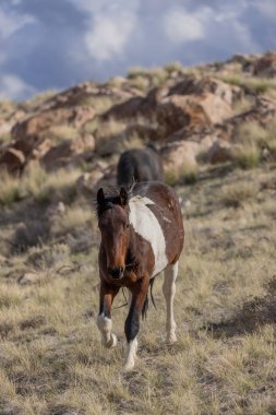 Utah çölünde baharda vahşi at.