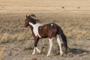 Utah çölünde baharda vahşi at.