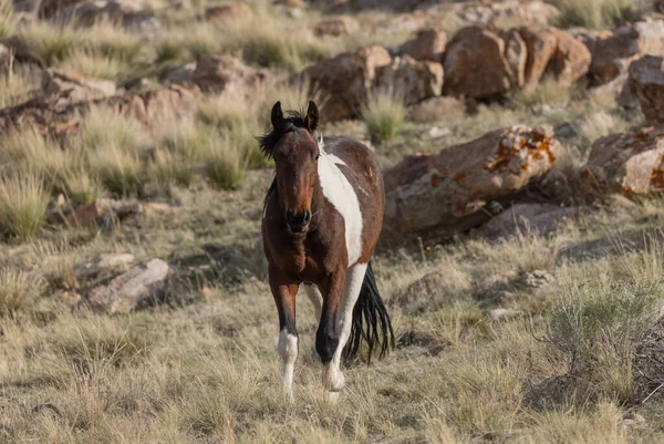 Cavallo Selvatico Stallone Primavera Nel Deserto Dello Utah — Foto Stock
