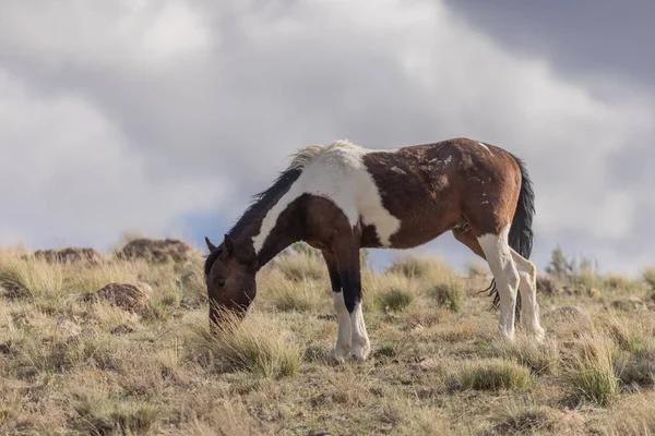 Wilde Paard Hengst Het Voorjaar Utah Woestijn — Stockfoto