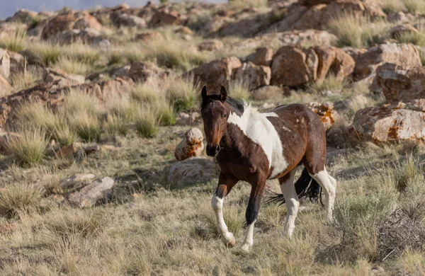 Garanhão Cavalo Selvagem Primavera Deserto Utah — Fotografia de Stock