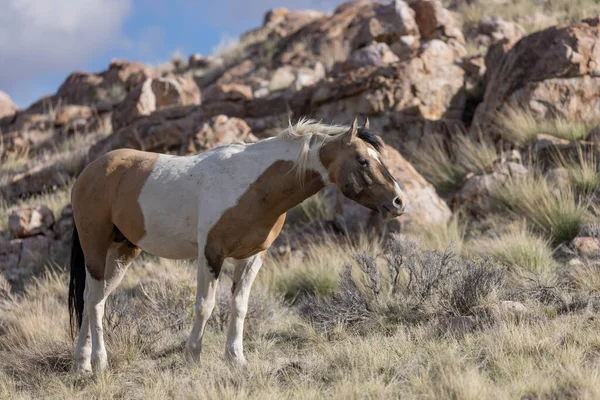 Utah çölünde baharda vahşi at.