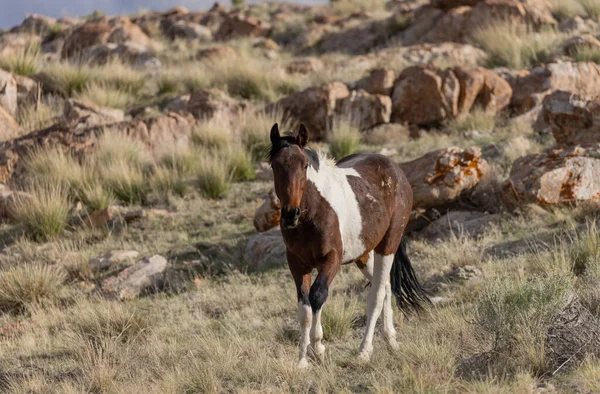 Utah çölünde baharda vahşi at.