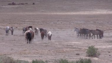 Utah çölünde vahşi bir at sürüsü.