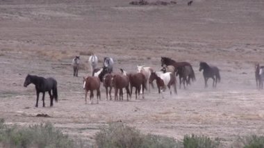 Baharda Utah çölünde vahşi bir at sürüsü.