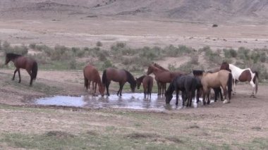 Utah çölündeki su birikintisinde vahşi bir at sürüsü.
