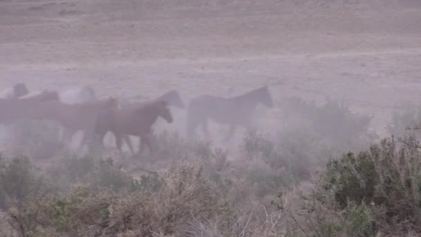 Ένα Κοπάδι Από Άγρια Άλογα Που Τρέχουν Στην Έρημο Της — Αρχείο Βίντεο