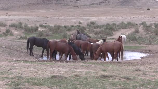 Eine Herde Wildpferde Einem Wasserloch Der Wüste Von Utah — Stockvideo