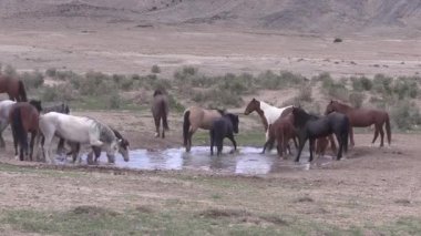 Utah çölündeki su birikintisinde vahşi bir at sürüsü.