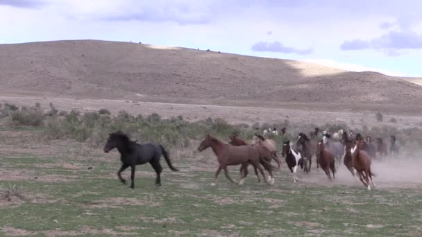 Herd Wild Horse Watering Hole Utah Desert — Stock Video