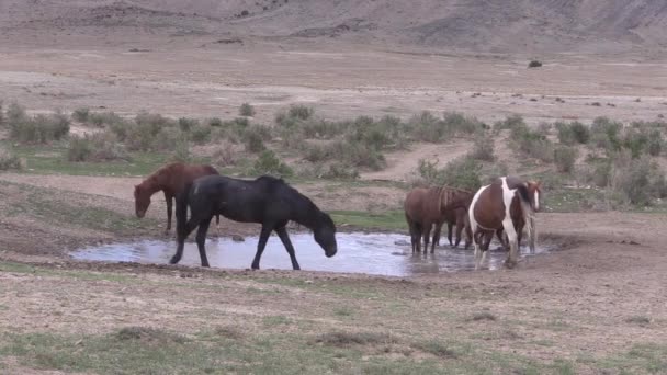 Troupeau Chevaux Sauvages Dans Abreuvoir Dans Désert Utah — Video