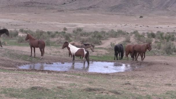 Uma Manada Cavalo Selvagem Buraco Rega Deserto Utah — Vídeo de Stock