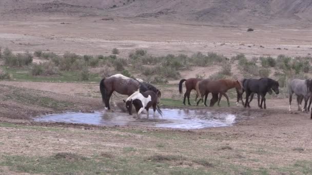 Ένα Κοπάδι Άγριων Αλόγων Μια Τρύπα Ποτίσματος Στην Έρημο Της — Αρχείο Βίντεο