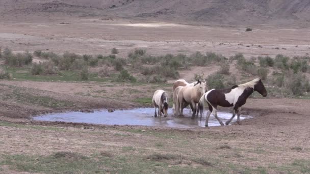 Troupeau Chevaux Sauvages Dans Abreuvoir Dans Désert Utah — Video