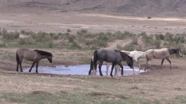 Utah çölündeki bir su birikintisinde vahşi bir at sürüsü.