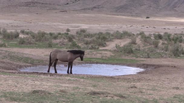 Utah Çölündeki Bir Birikintisinde Vahşi Bir Sürüsü — Stok video