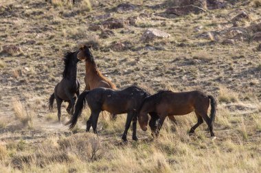 Vahşi atlar baharda Utah çölünde savaşıyor.