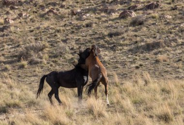 Vahşi atlar baharda Utah çölünde savaşıyor.