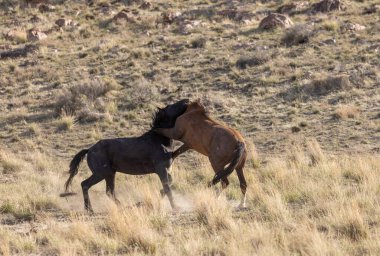 Vahşi atlar baharda Utah çölünde savaşıyor.