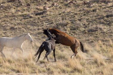 Vahşi atlar baharda Utah çölünde savaşıyor.