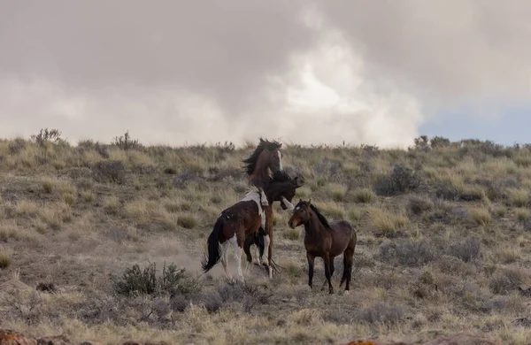 Wild Horse Stallions Fighting Spring Utah Desert — Stock Photo, Image