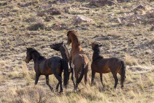 Stalloni Selvatici Che Combattono Primavera Nel Deserto Dello Utah — Foto Stock
