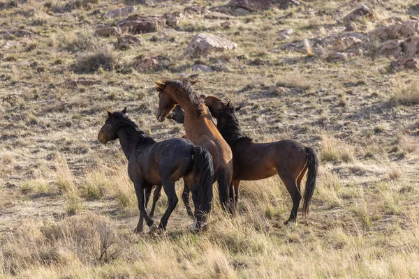 ユタ砂漠で春に戦う野生の馬の群れ — ストック写真