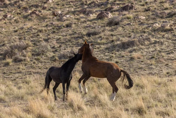 Stalloni Selvatici Che Combattono Primavera Nel Deserto Dello Utah — Foto Stock