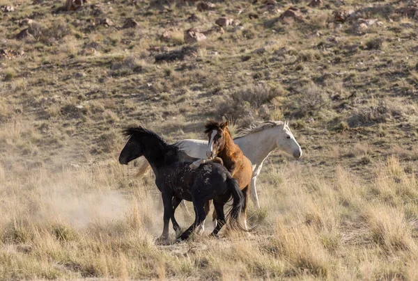 Vahşi Atlar Baharda Utah Çölünde Savaşıyor — Stok fotoğraf