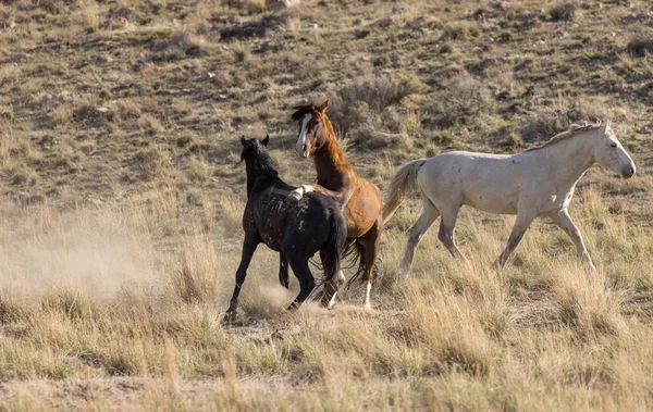 Sementales Caballos Salvajes Luchando Primavera Desierto Utah —  Fotos de Stock