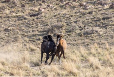 Vahşi atlar baharda Utah çölünde savaşıyor.