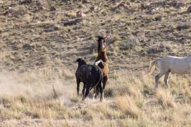 Vahşi atlar baharda Utah çölünde savaşıyor.