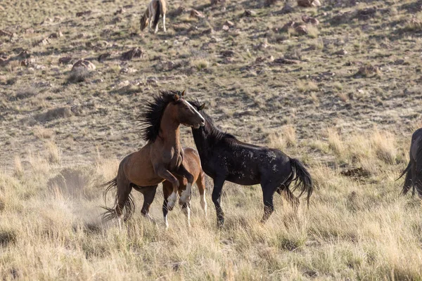 Wild Horse Stallions Fighting Spring Utah Desert — Stock Photo, Image