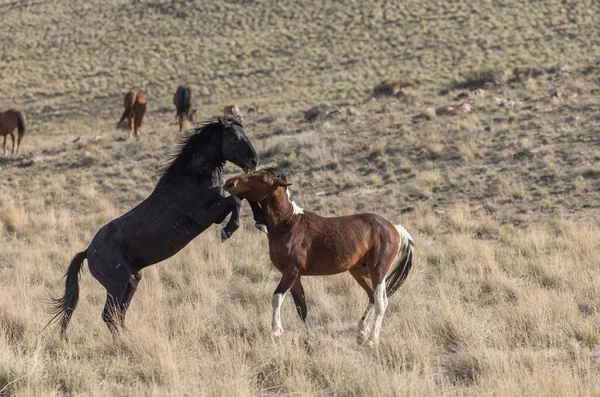 Stalloni Selvatici Che Combattono Primavera Nel Deserto Dello Utah — Foto Stock