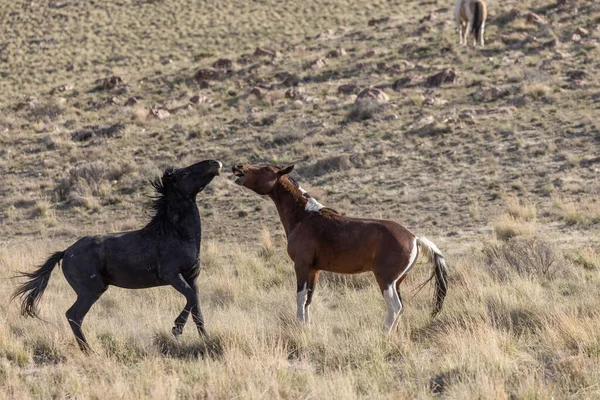 Stalloni Selvatici Che Combattono Primavera Nel Deserto Dello Utah — Foto Stock