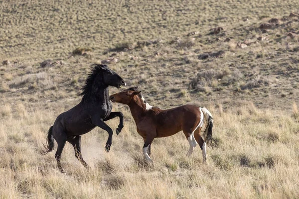 Vahşi Atlar Baharda Utah Çölünde Savaşıyor — Stok fotoğraf