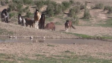 Utah çölündeki su birikintisinde vahşi bir at sürüsü.