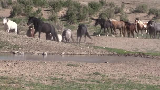 Ένα Κοπάδι Από Άγρια Άλογα Μια Λίμνη Στην Έρημο Της — Αρχείο Βίντεο
