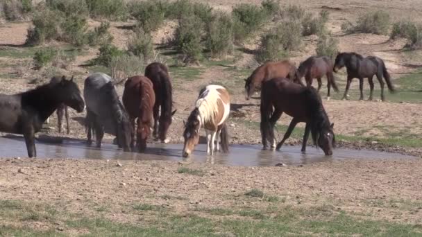 Uma Manada Cavalos Selvagens Buraco Água Deserto Utah — Vídeo de Stock