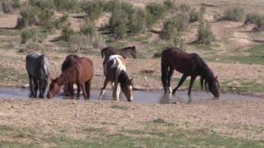 Utah çölündeki su birikintisinde vahşi bir at sürüsü.