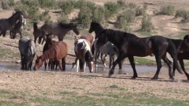 Utah çölündeki su birikintisinde vahşi bir at sürüsü.